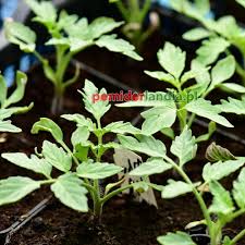 Afbeeldingsresultaat voor caro rich tomato