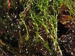 Attēlu rezultāti vaicājumam “Bryum pallens sporophyte”
