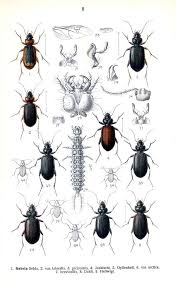 Attēlu rezultāti vaicājumam “Nebria brevicollis”