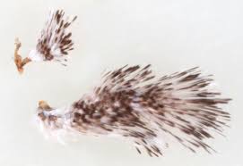 Attēlu rezultāti vaicājumam “Platytes alpinella”