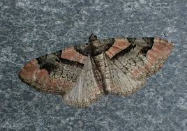 Attēlu rezultāti vaicājumam “Catarhoe rubidata”