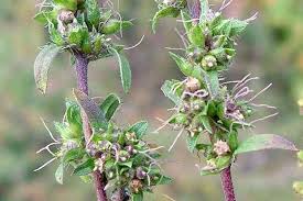 Attēlu rezultāti vaicājumam “Ambrosia artemisiifolia bud”