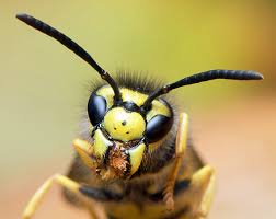 Attēlu rezultāti vaicājumam “Vespula germanica male”