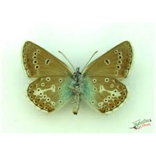 Attēlu rezultāti vaicājumam “Eumedonia eumedon underside”