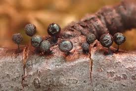 Attēlu rezultāti vaicājumam “Lamproderma pseudomaculatum”