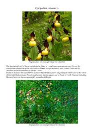 Attēlu rezultāti vaicājumam “Cypripedium calceolus leaf”