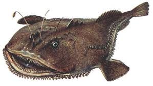 Image result for Lophius americanus
