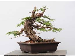 Attēlu rezultāti vaicājumam “Larix decidua var. polonica”