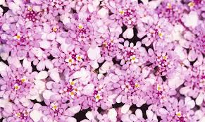 Image result for Schleifenblume