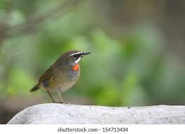 Image result for Luscinia calliope