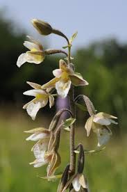 Attēlu rezultāti vaicājumam “Epipactis palustris leaf”