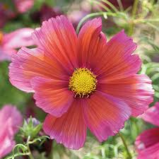 Image result for Schmuckkörbchen