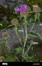Attēlu rezultāti vaicājumam “Centaurea phrygia flower”