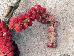 Attēlu rezultāti vaicājumam “Populus x petrowskyana flower”