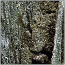 Attēlu rezultāti vaicājumam “Trapeliopsis flexuosa”