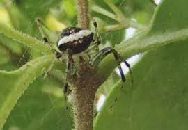 Attēlu rezultāti vaicājumam “Araneus quadratus male”
