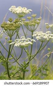 Attēlu rezultāti vaicājumam “Pimpinella major”