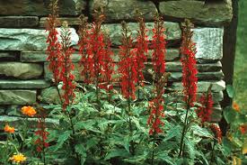 Attēlu rezultāti vaicājumam “Lobeliaceae”