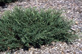 Attēlu rezultāti vaicājumam “Juniperus communis”