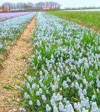 Attēlu rezultāti vaicājumam “Muscari neglectum flower”