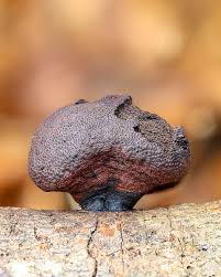 Attēlu rezultāti vaicājumam “Daldinia concentrica”