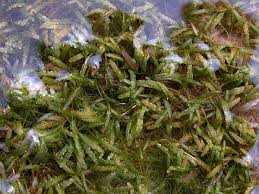 Attēlu rezultāti vaicājumam “Hydrocharitaceae”