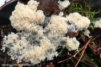 Attēlu rezultāti vaicājumam “Brefeldia maxima”