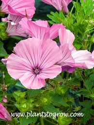 Image result for Lavatera trimestris