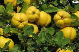 Attēlu rezultāti vaicājumam “Cydonia oblonga fruit”