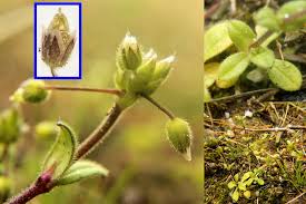 Attēlu rezultāti vaicājumam “Cerastium semidecandrum bud”