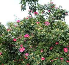 Attēlu rezultāti vaicājumam “Rosa canina”