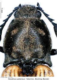 Attēlu rezultāti vaicājumam “Anostirus castaneus”