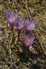 Attēlu rezultāti vaicājumam “Crocus vernus subsp. vernus flower”