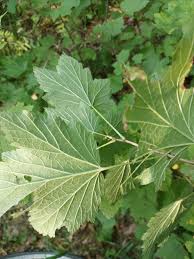 Attēlu rezultāti vaicājumam “Ribes spicatum”