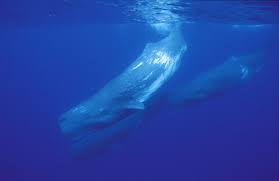 Image result for Physeter macrocephalus