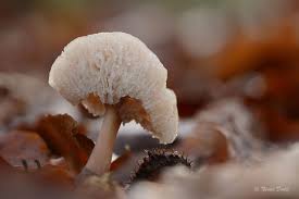 Attēlu rezultāti vaicājumam “Arrhenia spatulata”