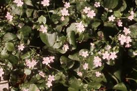 Attēlu rezultāti vaicājumam “Claytonia sibirica flower”