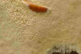 Attēlu rezultāti vaicājumam “Skeletocutis amorpha”