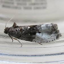 Attēlu rezultāti vaicājumam “Hedya nubiferana”