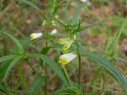 Attēlu rezultāti vaicājumam “Melampyrum pratense bud”