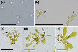 Attēlu rezultāti vaicājumam “Serpoleskea subtilis sporophyte”