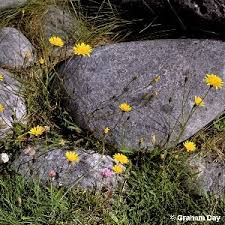 Attēlu rezultāti vaicājumam “Leontodon autumnalis  leaf”