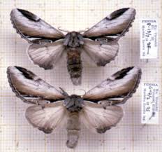 Attēlu rezultāti vaicājumam “Pheosia gnoma male”