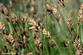 Attēlu rezultāti vaicājumam “Carex diandra”