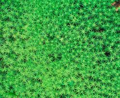 Attēlu rezultāti vaicājumam “Polytrichum commune sporophyte”