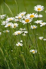 Attēlu rezultāti vaicājumam “Leucanthemum vulgare flower”