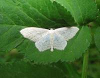 Attēlu rezultāti vaicājumam “Scopula floslactata”