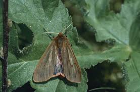 Attēlu rezultāti vaicājumam “Phragmatobia fuliginosa”