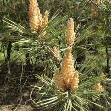 Attēlu rezultāti vaicājumam “Pinus sylvestris male flower”