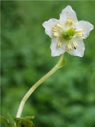 Attēlu rezultāti vaicājumam “Moneses uniflora”